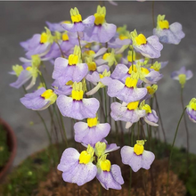 Load image into Gallery viewer, Utricularia bisquamata
