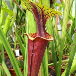 Sarracenia flava var. rubricorpora "Burgundy" (MK F26) - Carniflor