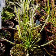 Load image into Gallery viewer, Drosera capensis &quot;alba&quot; - Carniflor
