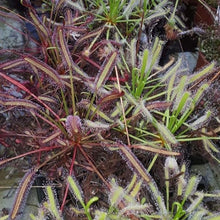 Laden Sie das Bild in den Galerie-Viewer, Drosera capensis &quot;all red&quot;

