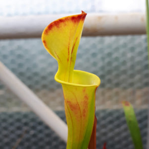Sarracenia flava "Culture"