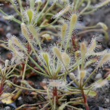 Load image into Gallery viewer, Drosera curvipes
