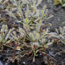 Load image into Gallery viewer, Drosera curvipes
