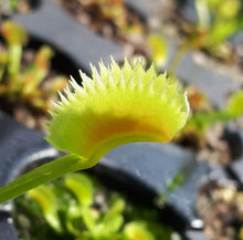 Load image into Gallery viewer, Dionaea muscipula &quot;Dentata&quot;
