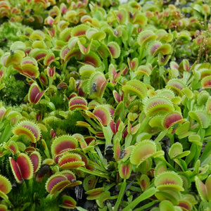 Dionaea muscipula "Dentata"