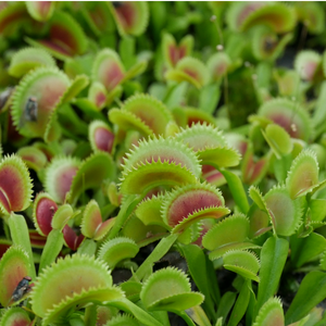Dionaea muscipula "Dentata"