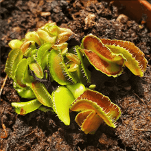 Load image into Gallery viewer, Dionaea muscipula &quot;Kim Jong Il&quot; - Carniflor
