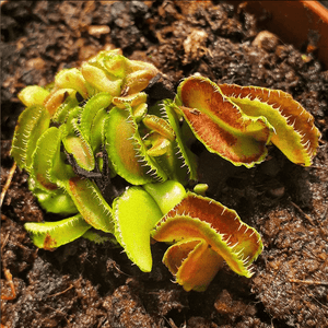 Dionaea muscipula "Kim Jong Il" - Carniflor