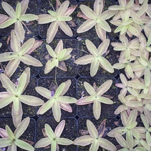 Laden Sie das Bild in den Galerie-Viewer, Pinguicula fiorii x grandiflora ssp. rosea
