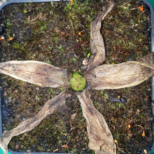 Laden Sie das Bild in den Galerie-Viewer, Pinguicula fiorii x grandiflora ssp. rosea
