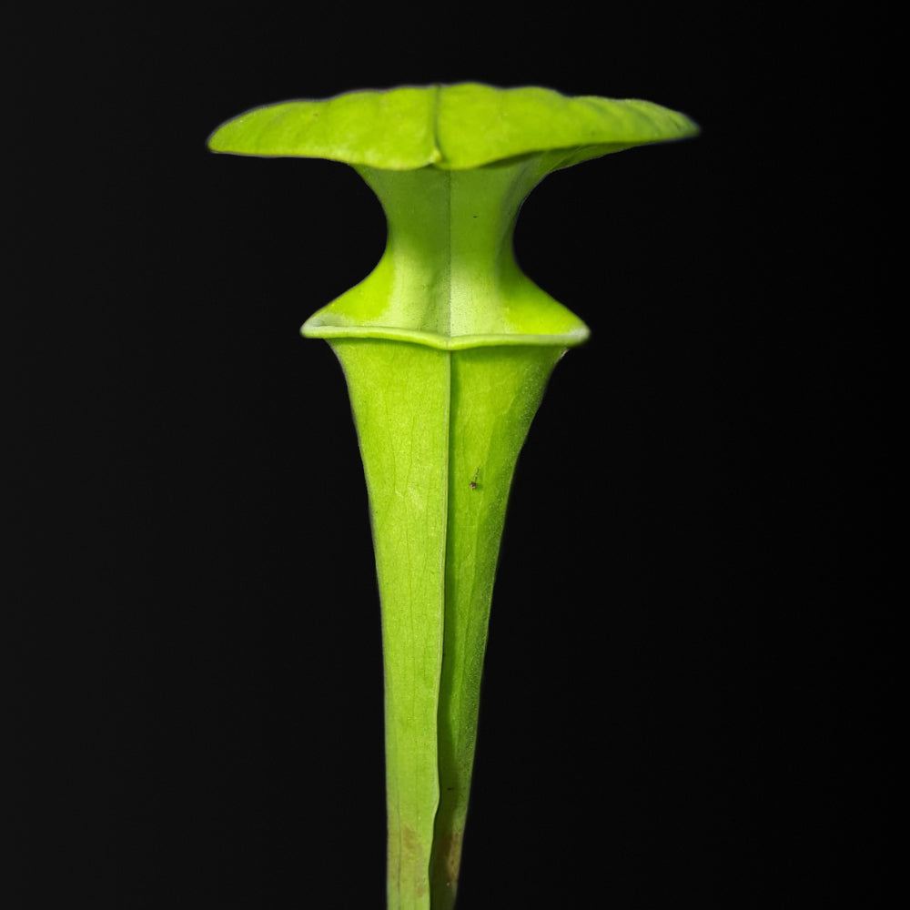 Sarracenia flava 