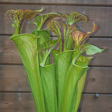 Load image into Gallery viewer, Sarracenia flava
