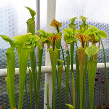 Load image into Gallery viewer, Sarracenia flava
