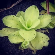 Load image into Gallery viewer, Pinguicula gigantea &quot;White Flower&quot;
