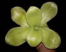 Load image into Gallery viewer, Pinguicula gigantea (purple flower)
