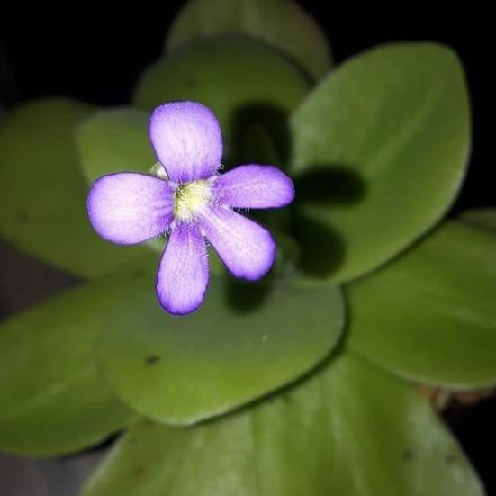 Buy butterwort Pinguicula gigantea (purple flower)