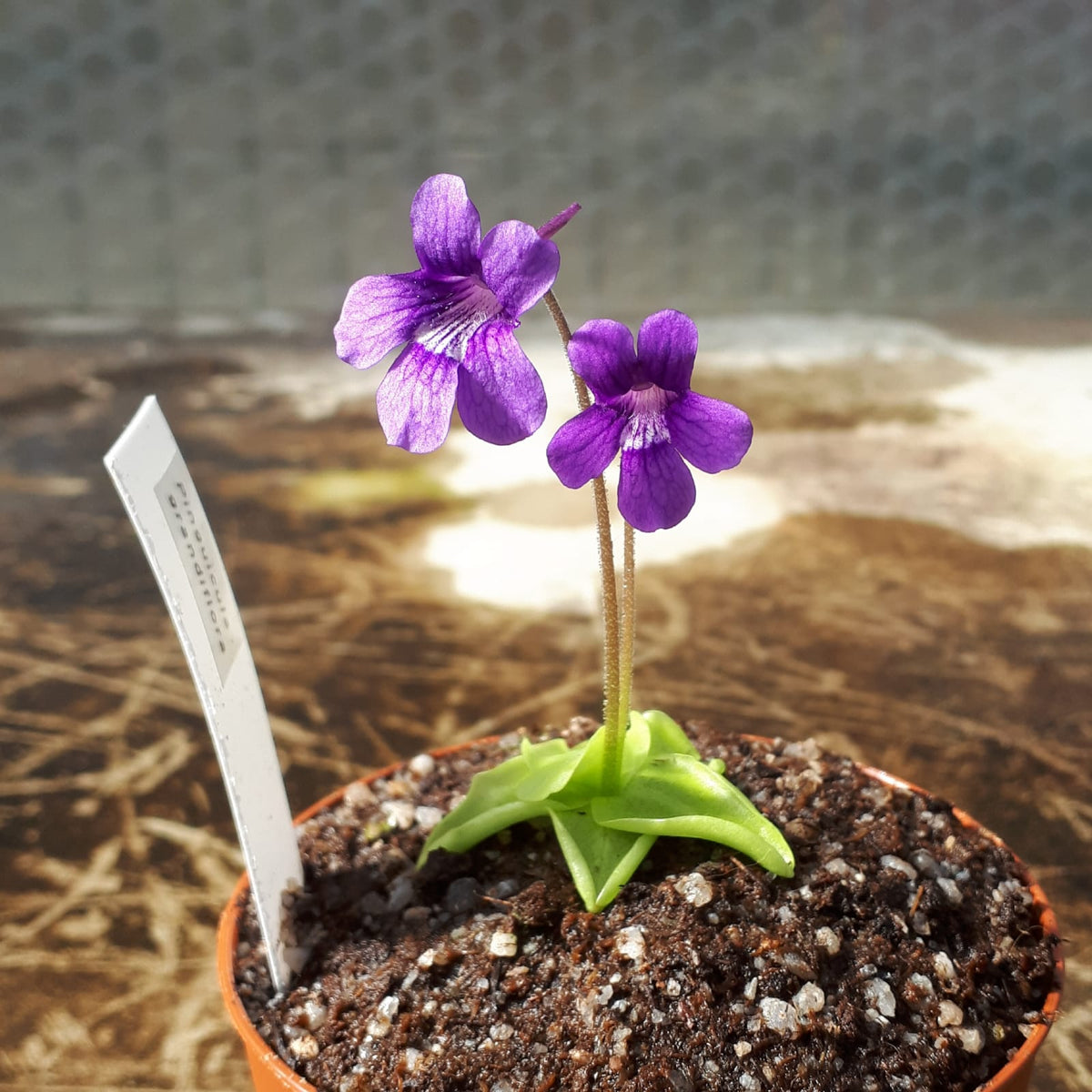 Buy Butterwort Pinguicula grandiflora