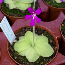 Laden Sie das Bild in den Galerie-Viewer, Pinguicula moranensis &quot;St. Catarina&quot;.

