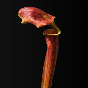 Sarracenia flava var. atropurpurea "Kimber Red Ruffles" (MK F195) - Carniflor