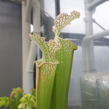 Load image into Gallery viewer, Sarracenia leucophylla L2 x L12 - Carniflor
