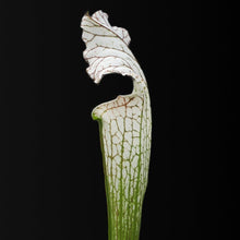 Load image into Gallery viewer, Sarracenia leucophylla L2 x L12 - Carniflor
