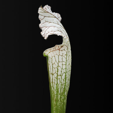 Sarracenia leucophylla L2 x L12 - Carniflor