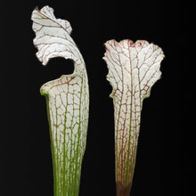 Laden Sie das Bild in den Galerie-Viewer, Sarracenia leucophylla L2 x L12 - Carniflor
