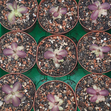 Laden Sie das Bild in den Galerie-Viewer, pinguicula plant
