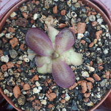 Laden Sie das Bild in den Galerie-Viewer, pinguicula plant
