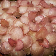 Laden Sie das Bild in den Galerie-Viewer, pinguicula plant
