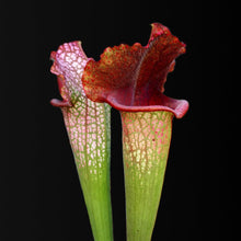 Load image into Gallery viewer, Sarracenia leucophylla Hybride &quot;B&quot; - Carniflor
