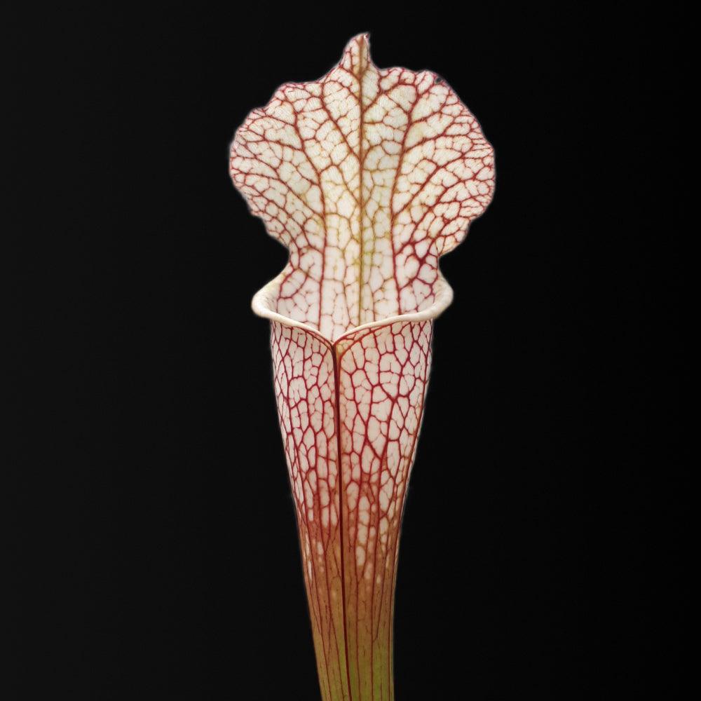 Sarracenia leucophylla 