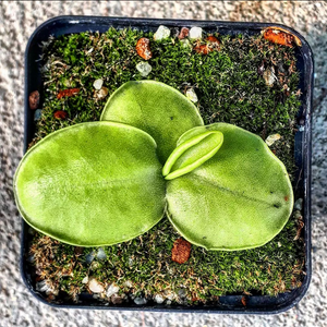 Pinguicula macrophylla "pale flower"