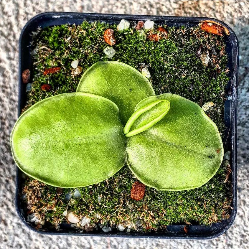 Pinguicula macrophylla 