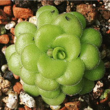 Load image into Gallery viewer, Pinguicula martinezii
