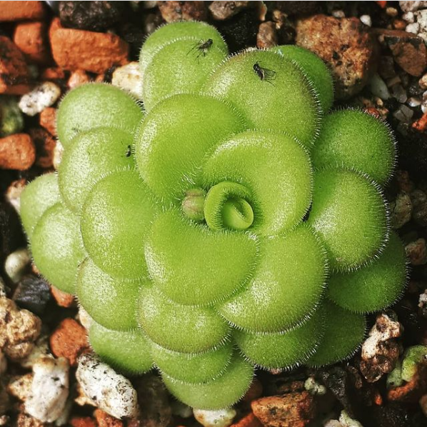 pinguicula plant