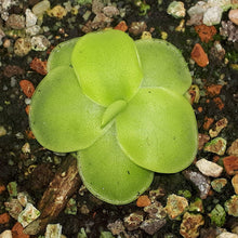 Load image into Gallery viewer, Pinguicula cv. &quot;BCP Golden Eye&quot;
