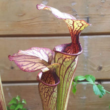 Load image into Gallery viewer, Sarracenia oreophila &quot;heavily veined&quot;  (Sand Hill, GA)
