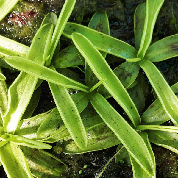Pinguicula primuliflora