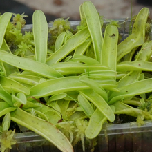 Laden Sie das Bild in den Galerie-Viewer, Pinguicula primuliflora
