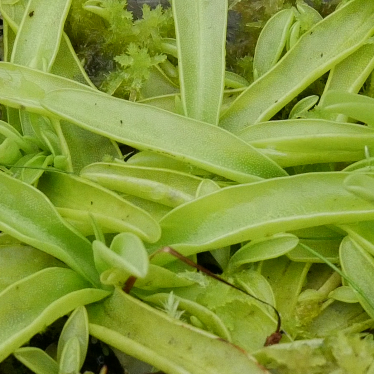 Buy butterwort Pinguicula primuliflora "Rose"