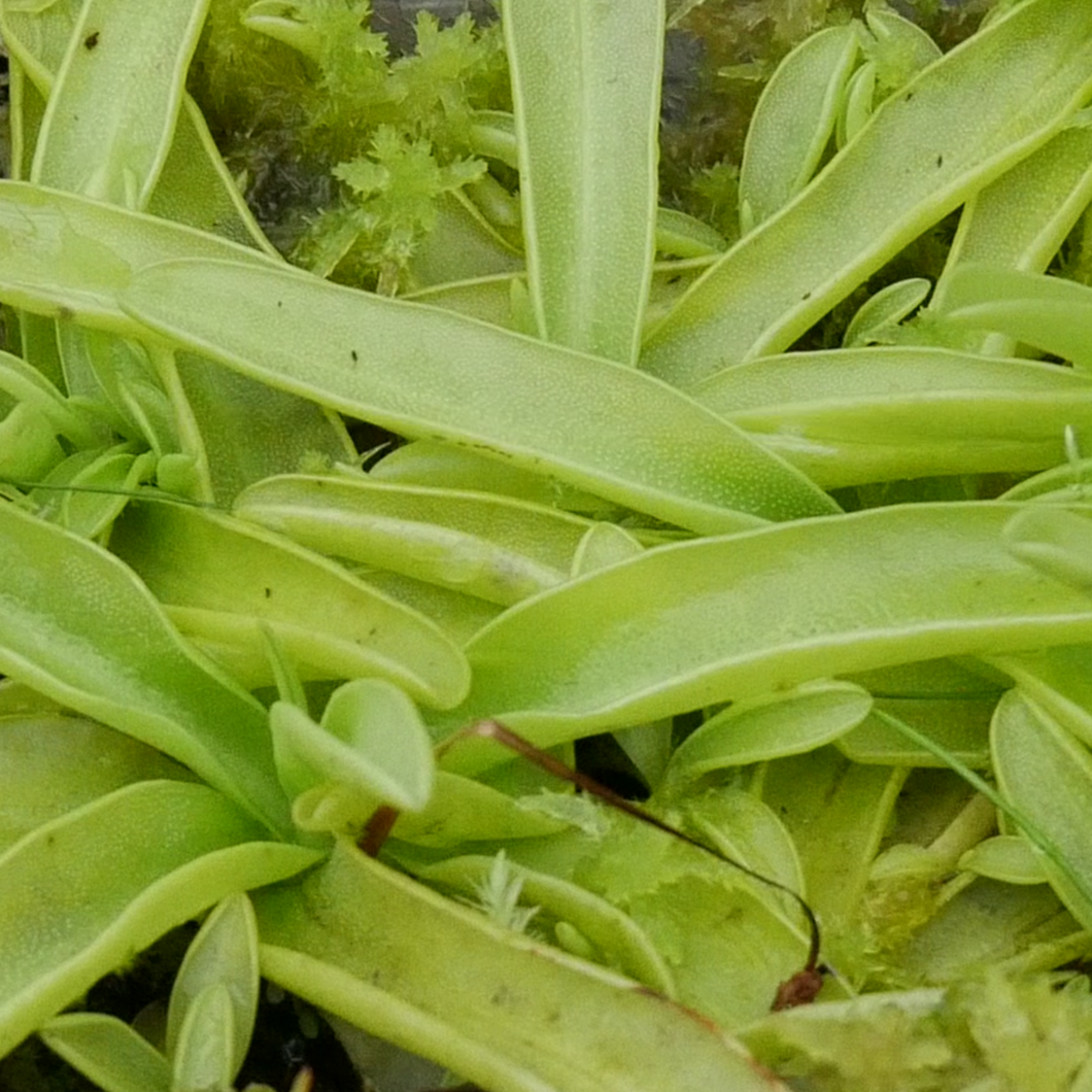 Pinguicula primuliflora 