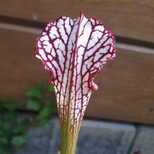 Load image into Gallery viewer, Sarracenia leucophylla &quot;pubescent pink&quot; - Carniflor
