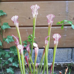 Sarracenia leucophylla "pubescent pink" - Carniflor