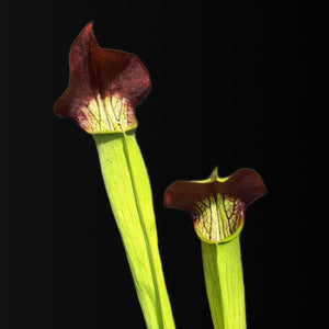 Sarracenia alata "purple throat" - Carniflor
