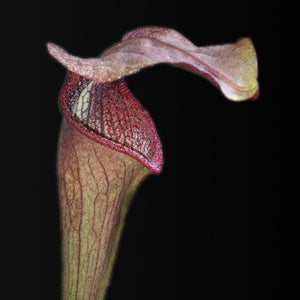Sarracenia alata "red throat" - Carniflor