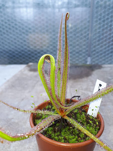 Drosera regia