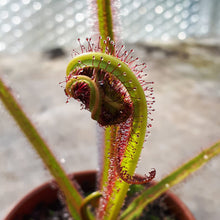 Load image into Gallery viewer, Drosera regia
