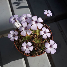 Laden Sie das Bild in den Galerie-Viewer, pinguicula plant
