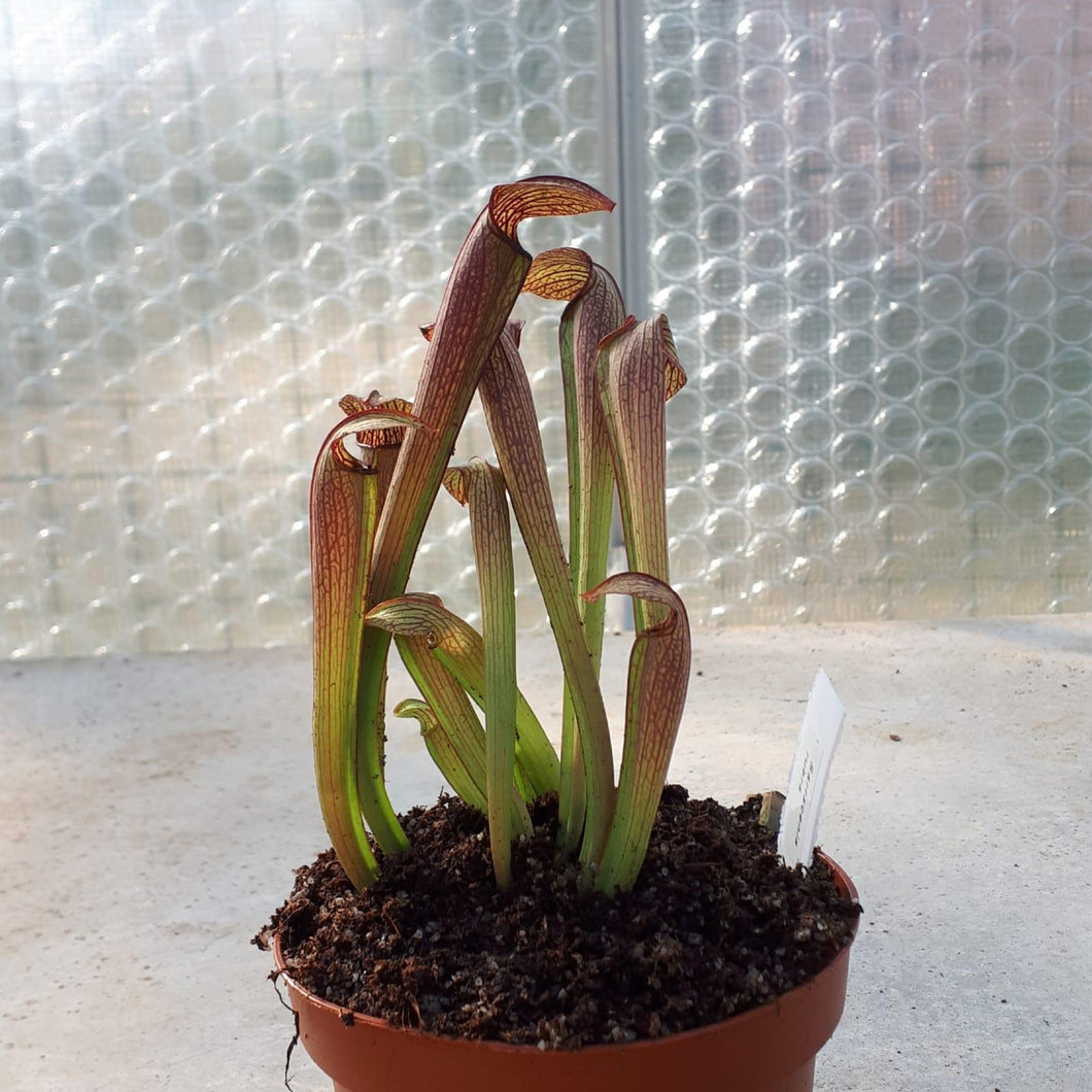 Sarracenia rubra - Carniflor